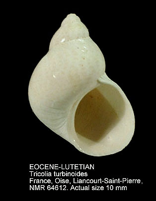 EOCENE-LUTETIAN Tricolia turbinoides.jpg - EOCENE-LUTETIANTricolia turbinoides(Lamarck,1804)